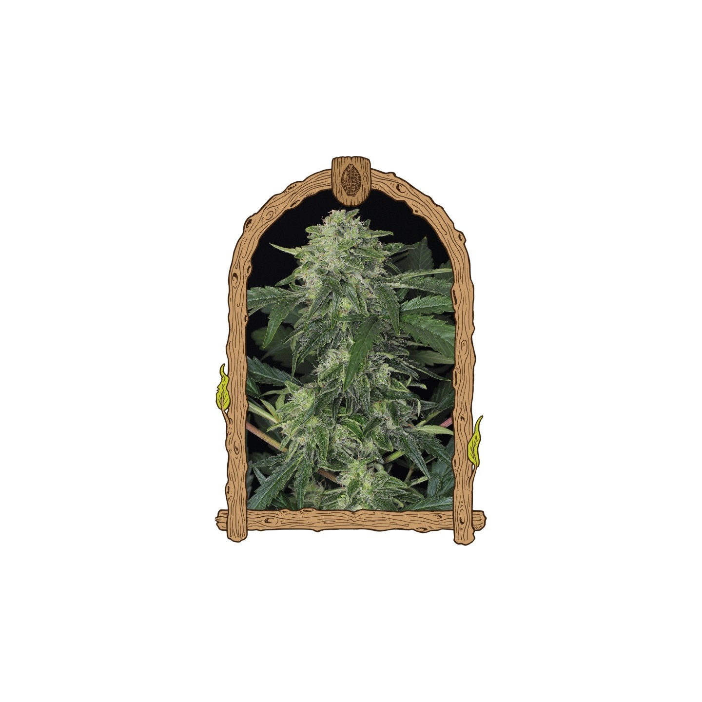 Jungle Fever Auto de Exotic Seed