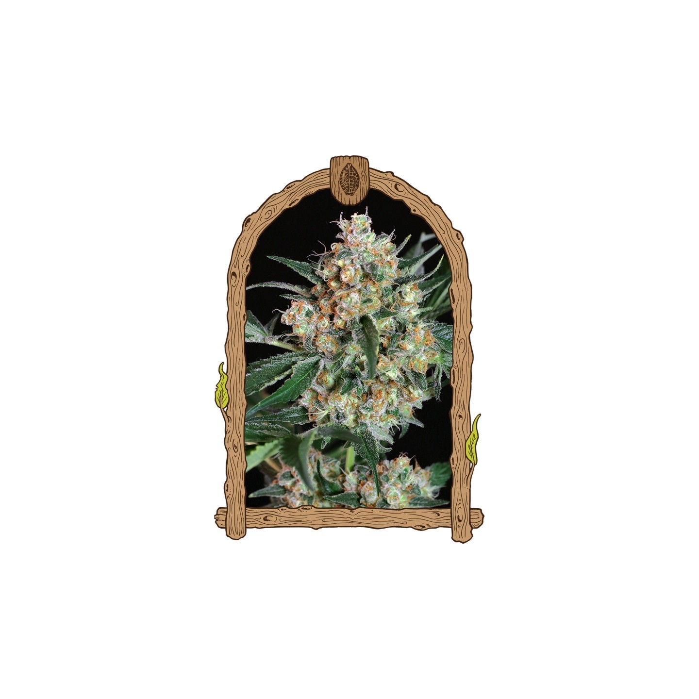 Lemon Candy de Exotic Seed