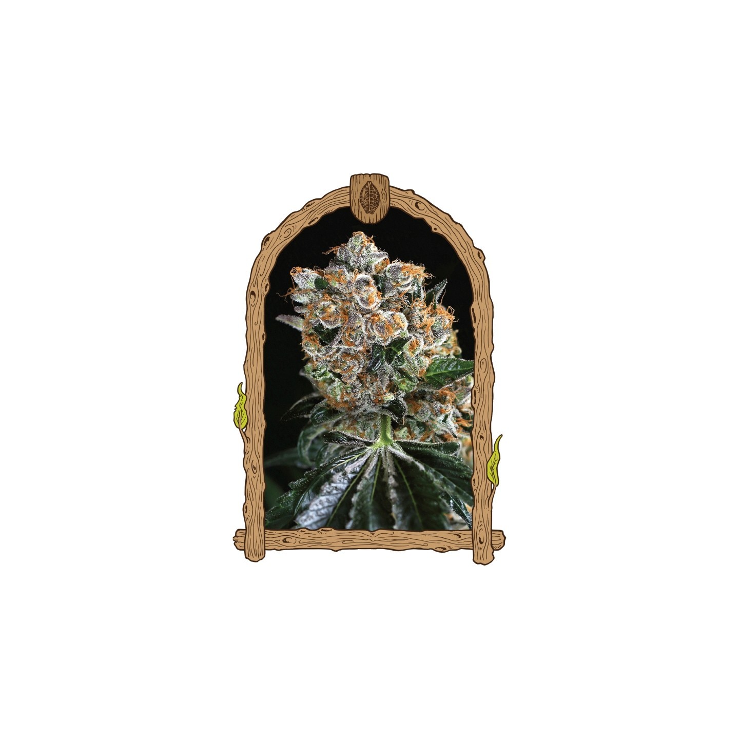 Malasaña Cookies de Exotic Seed