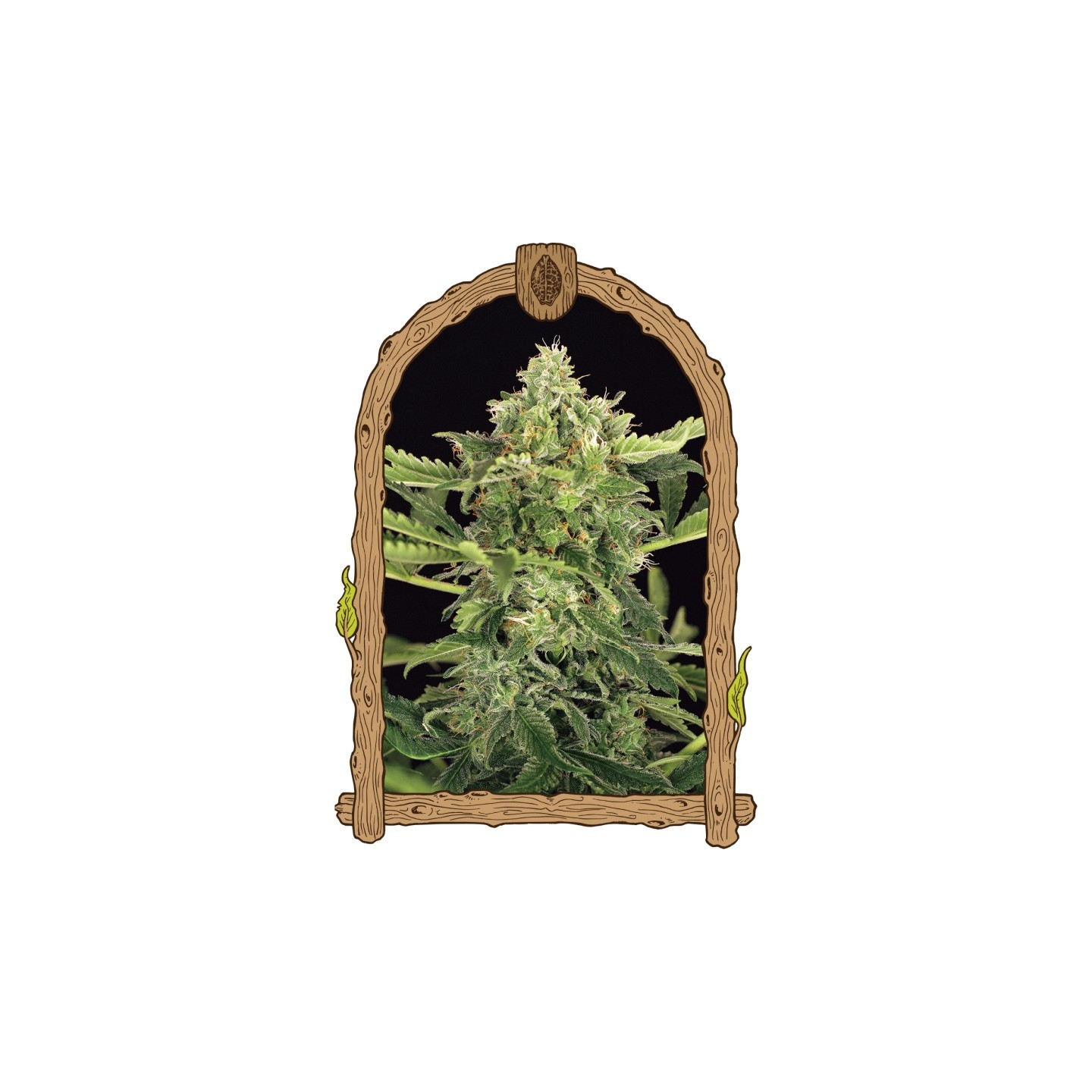Mango Cream Auto de Exotic Seed