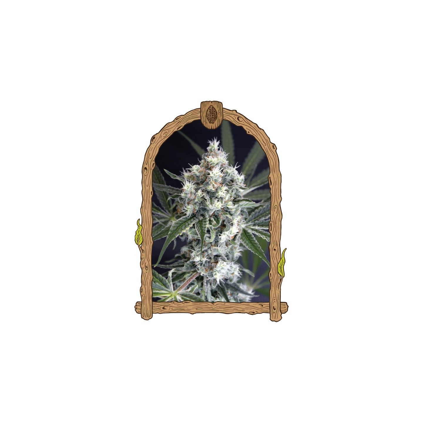 Medxotic Pure Cbd de Exotic Seed