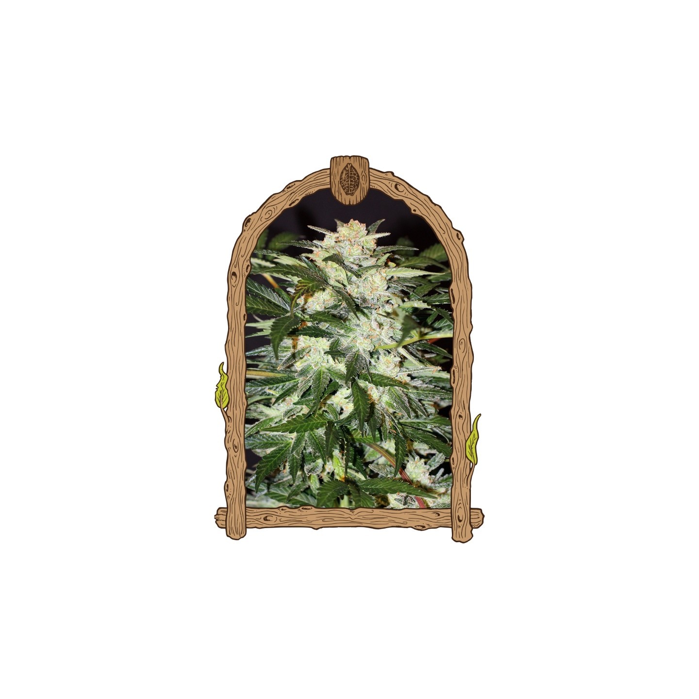 Monster Mash (Autoflowering) de Exotic Seed