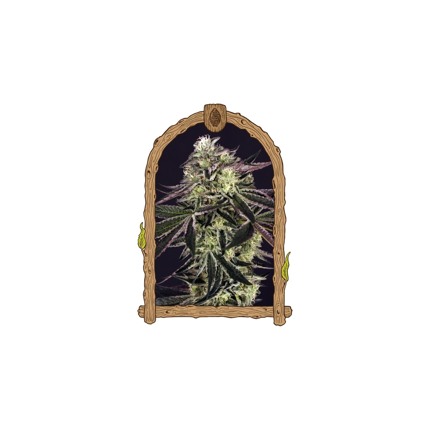 Purple Shot de Exotic Seed