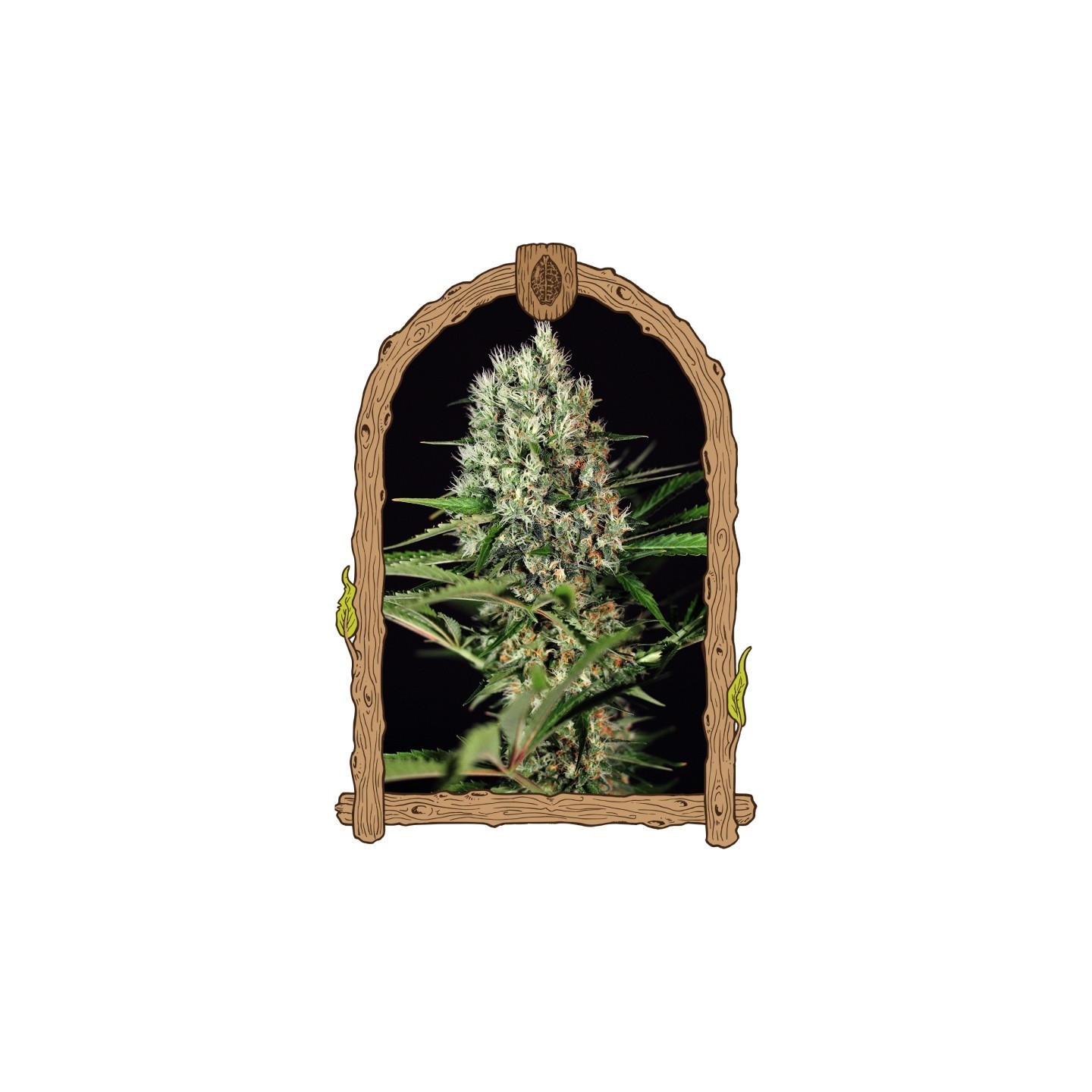 Quick Mass de Exotic Seed