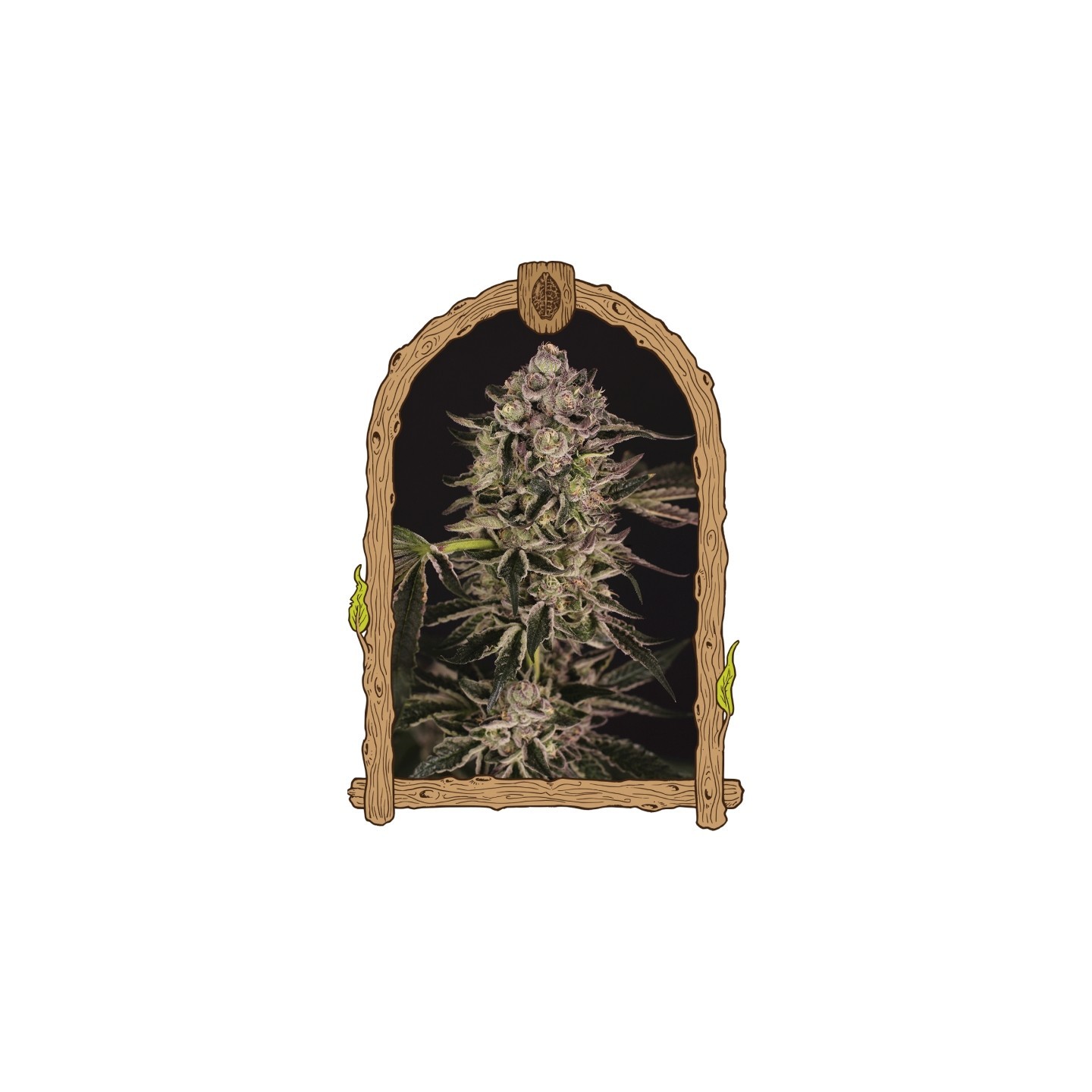 Quick Sherbet de Exotic Seed