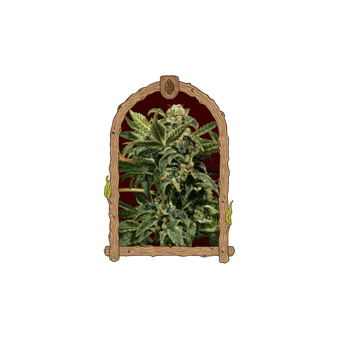 Russian Automatic de Exotic Seed