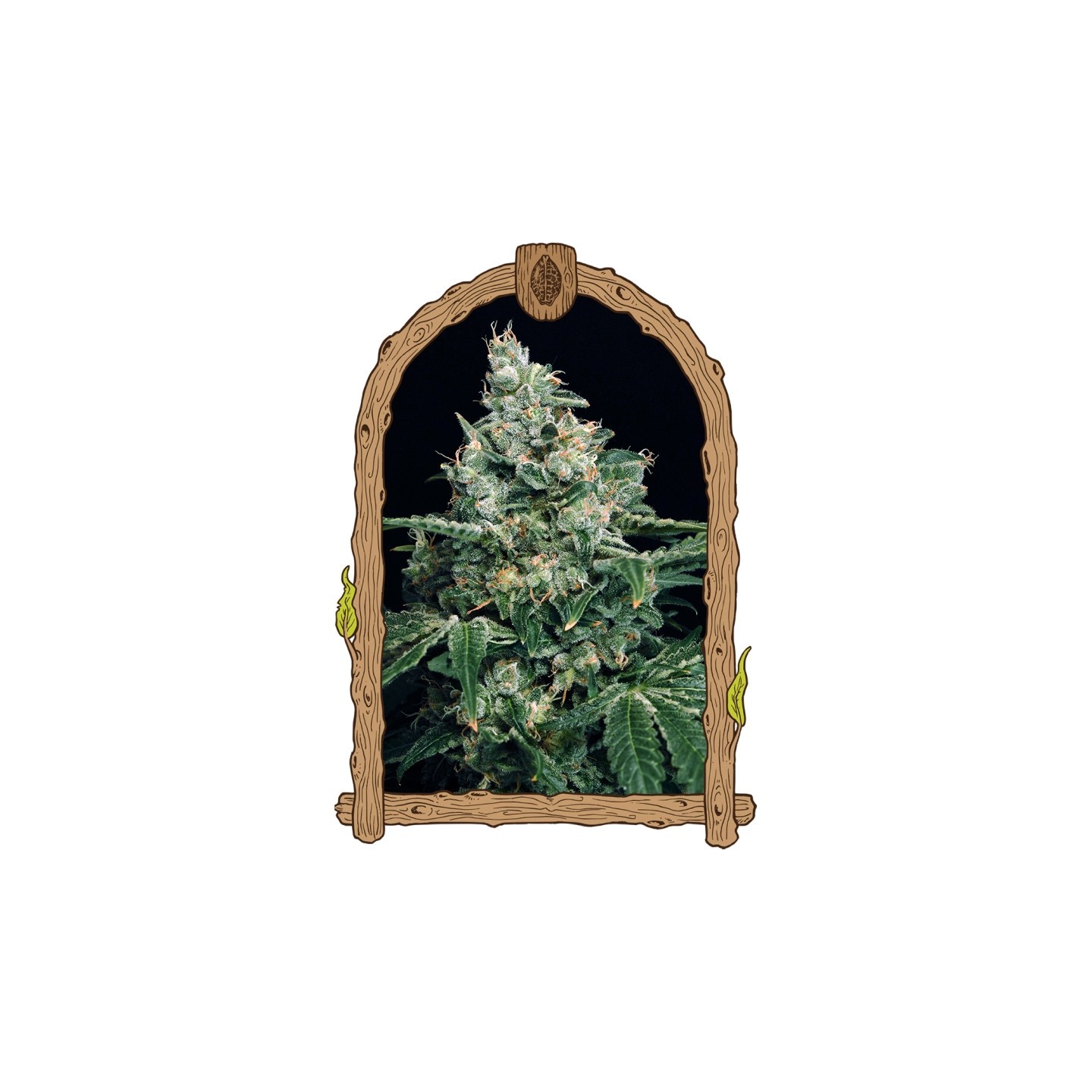 Sir Jack de Exotic Seed