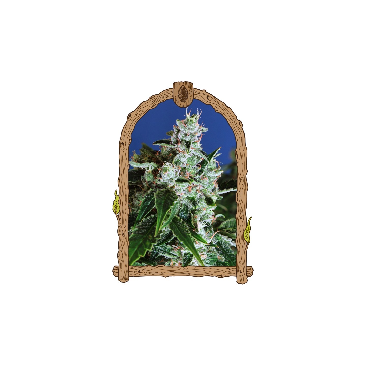 Sir Jack Auto de Exotic Seed
