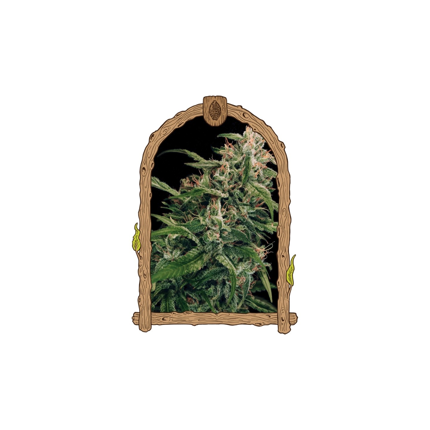 Spicy Bitch Regular de Exotic Seed
