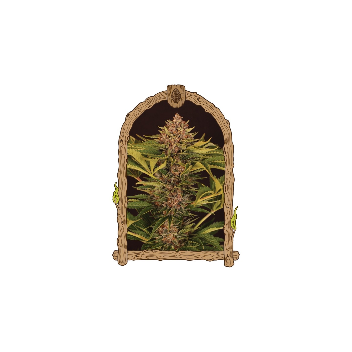 Strawberry Cola Auto de Exotic Seed