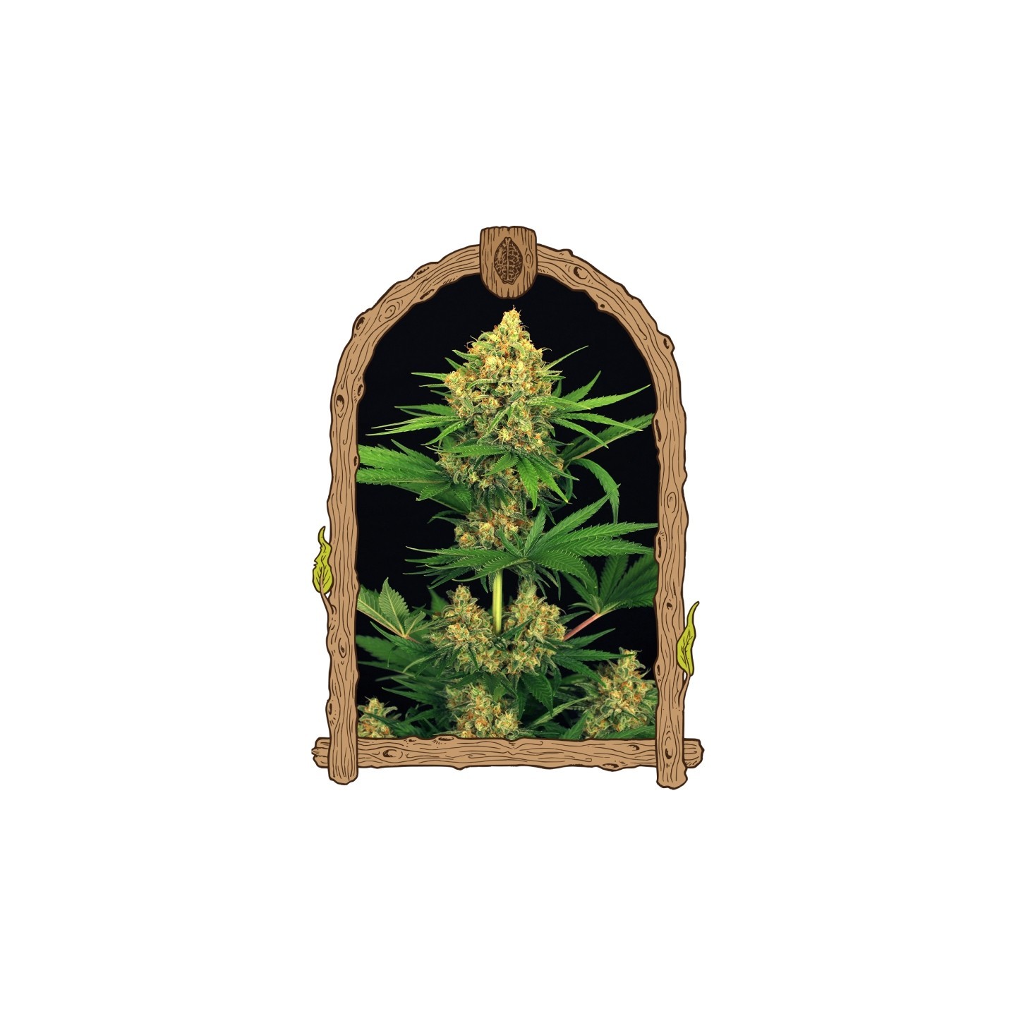 Tangerine Kush de Exotic Seed