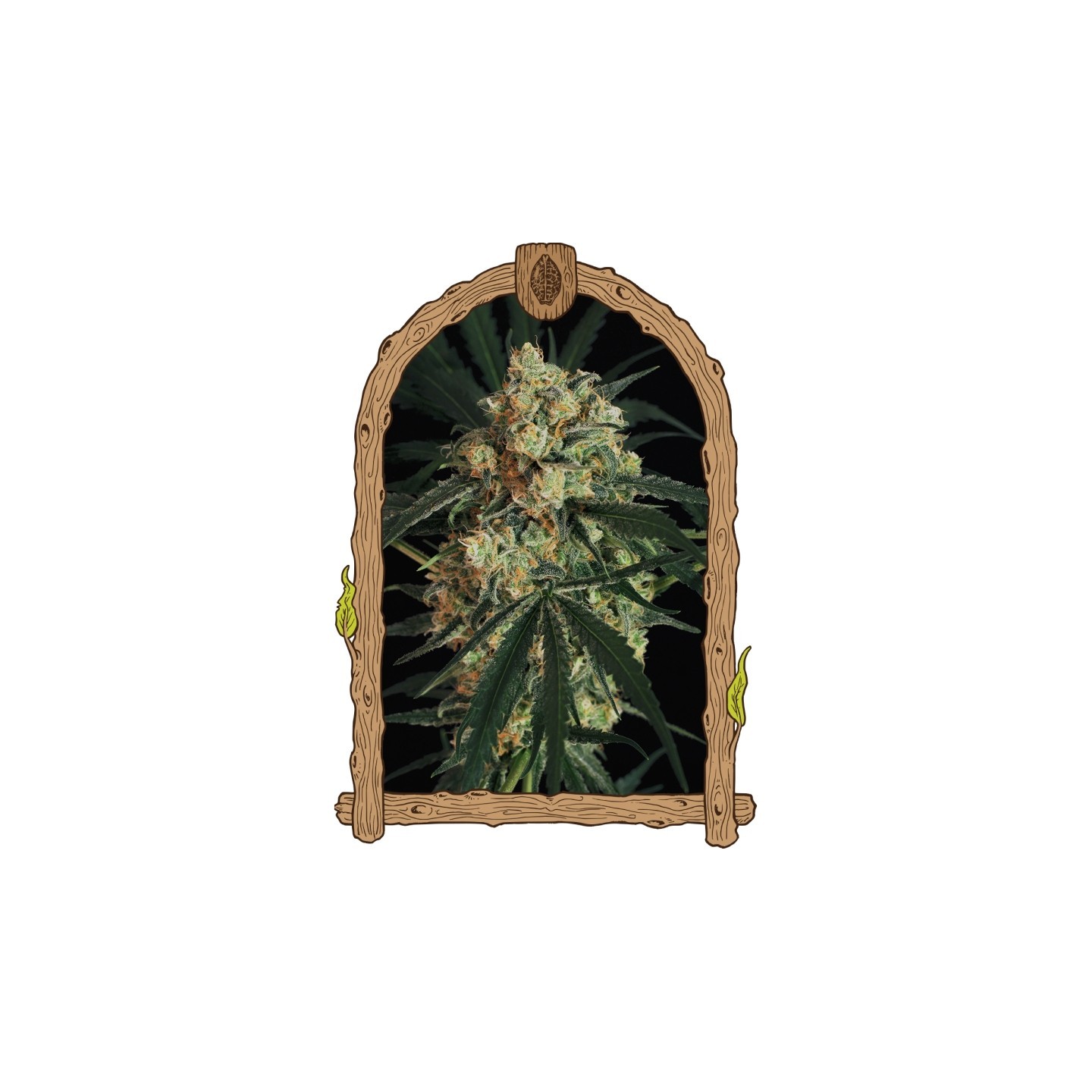 Triple A (Autoflowering) de Exotic Seed