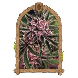 Tropical Fuel de Exotic Seed