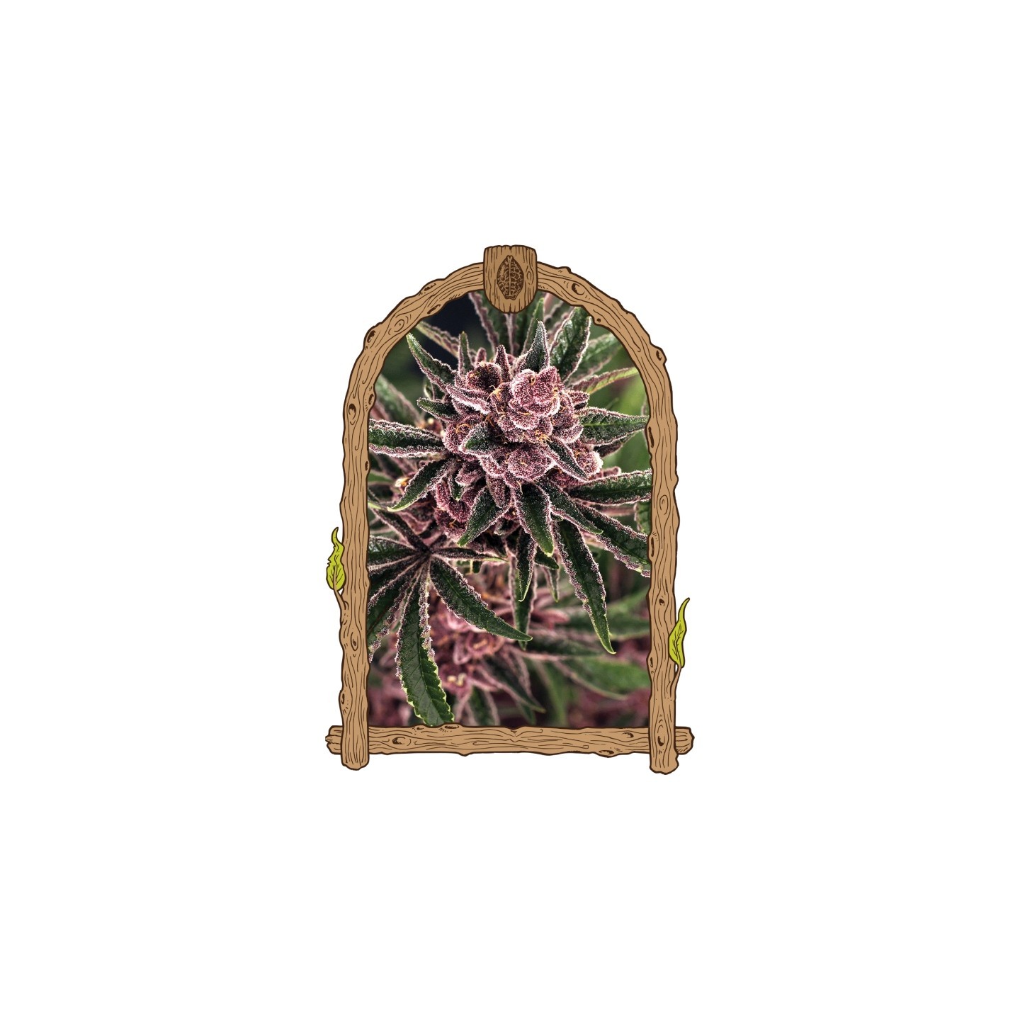 Tropical Fuel de Exotic Seed