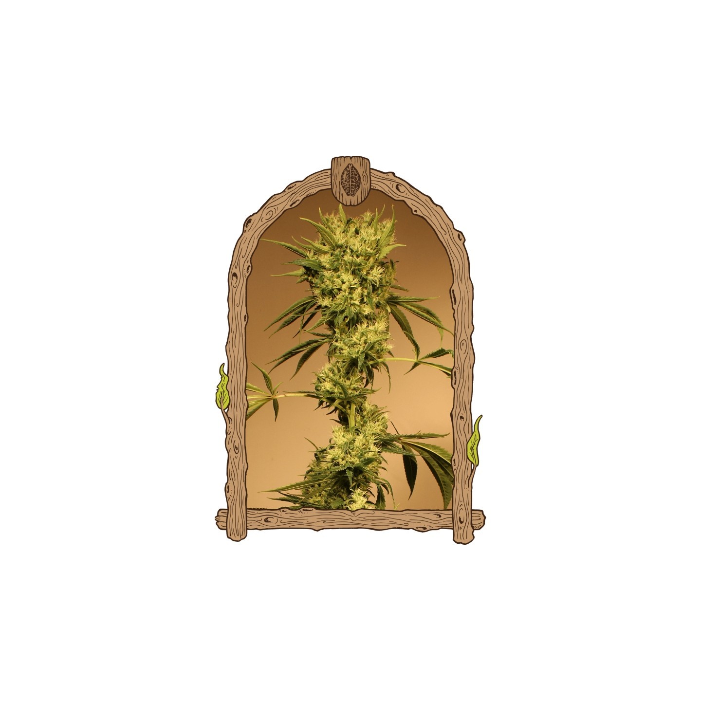 White Jewel Regular de Exotic Seed