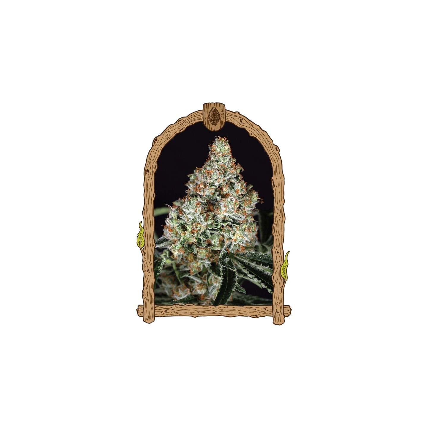 Zkittalicious de Exotic Seed