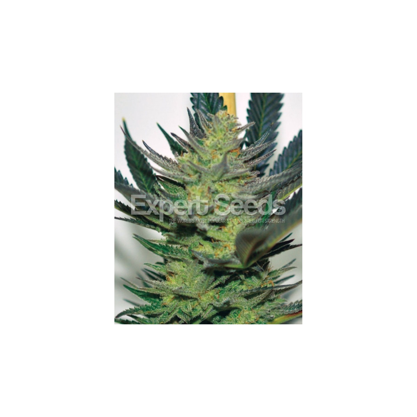 Afghan Skunk de Expert Seeds