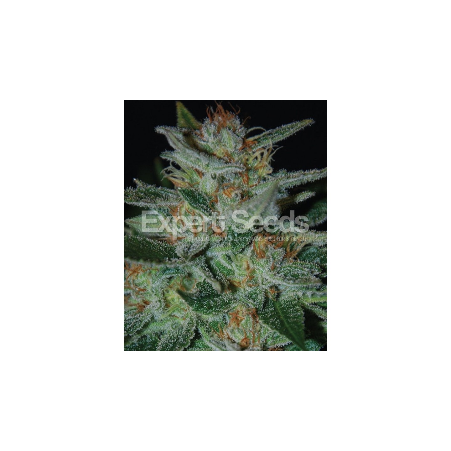 Blue Cheese de Expert Seeds