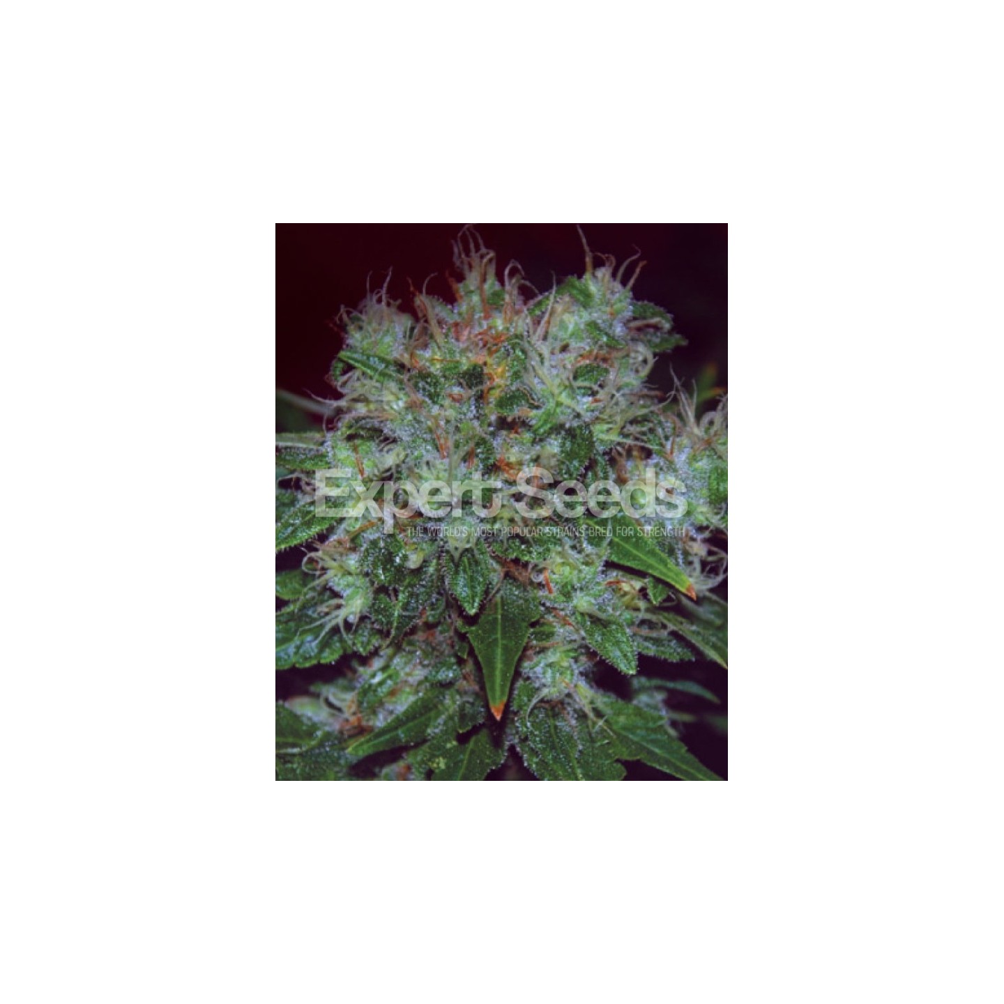 Blue Cheese Auto de Expert Seeds