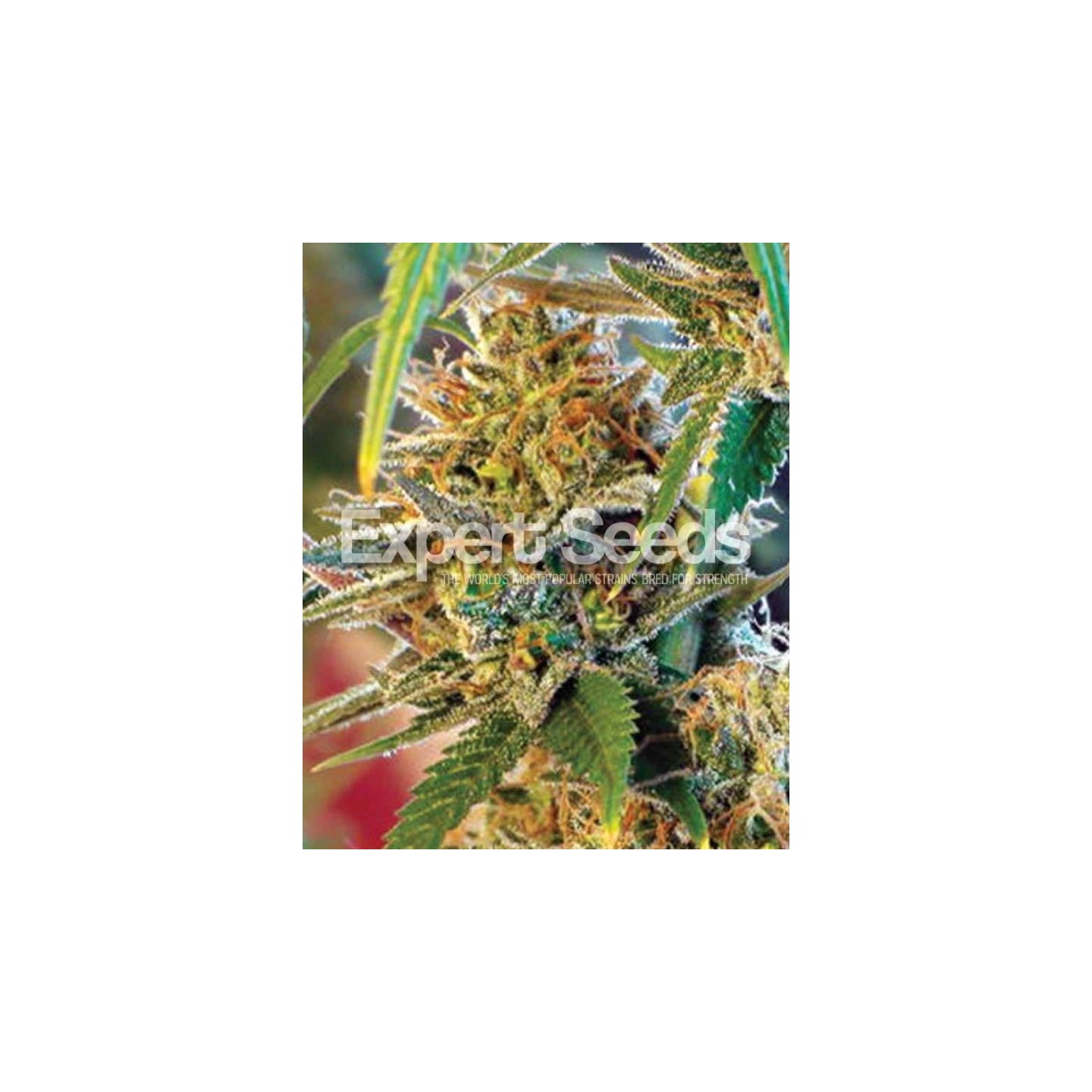 California Orange de Expert Seeds