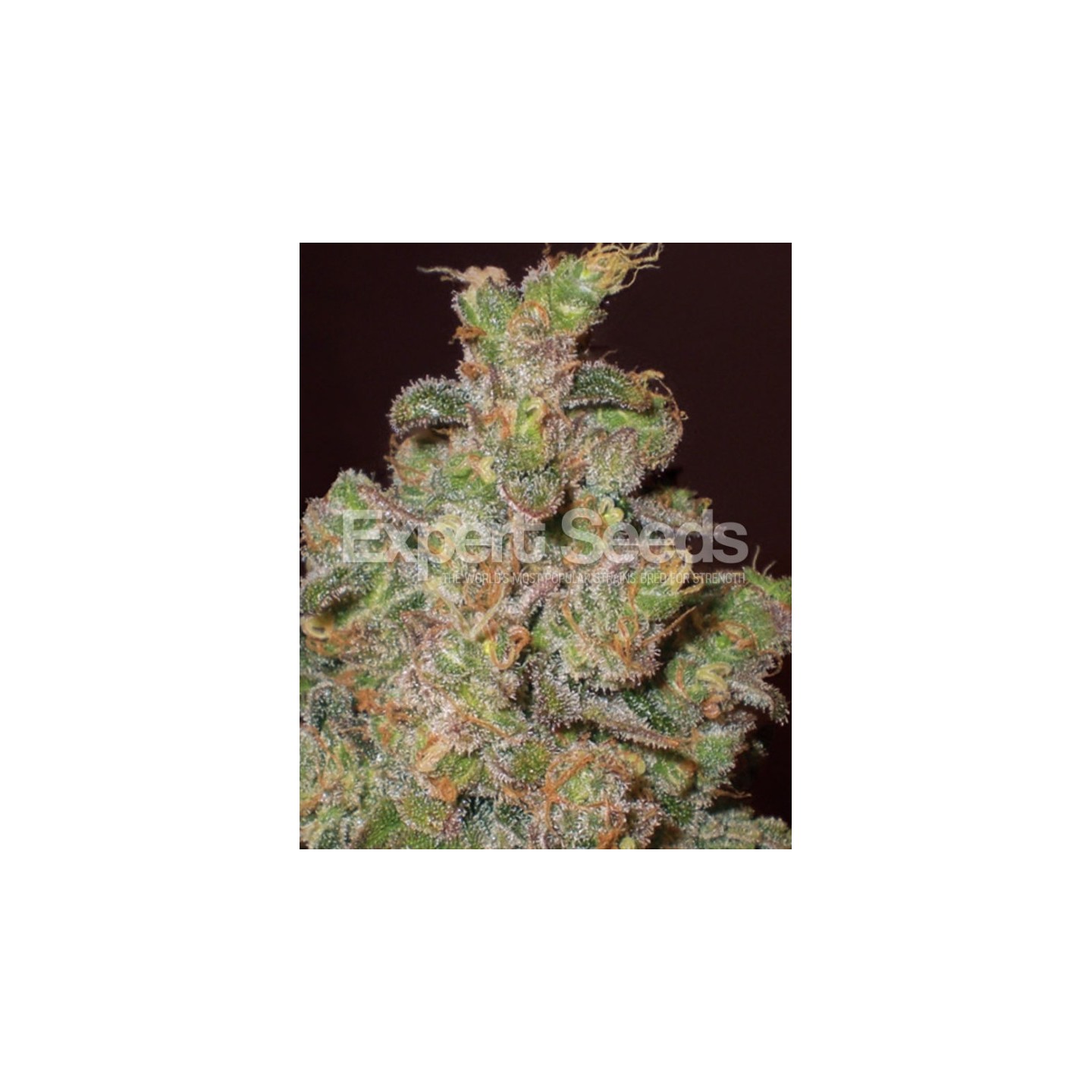 Cheese de Expert Seeds