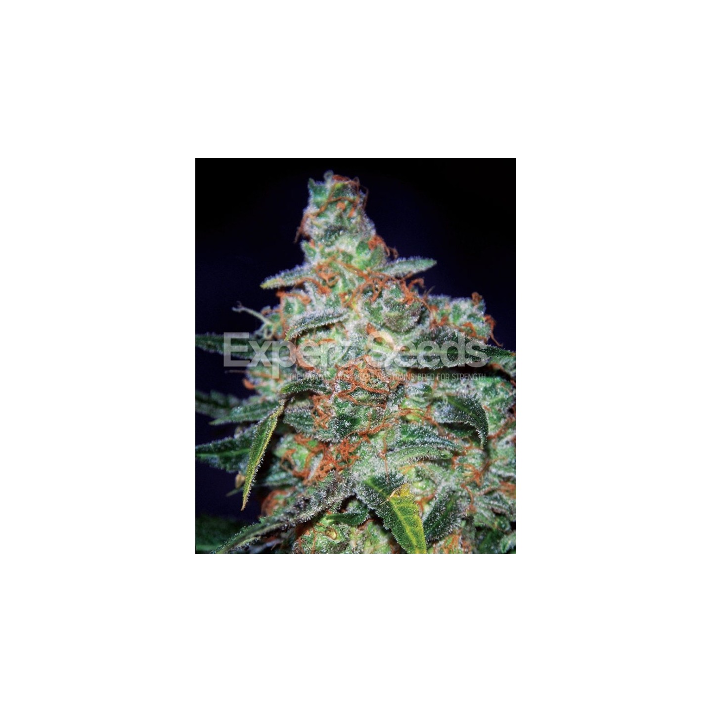 Cheese Auto de Expert Seeds