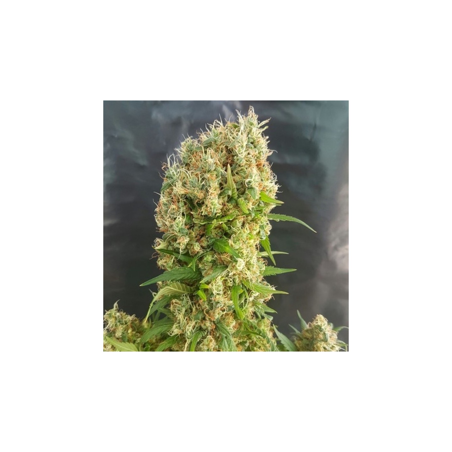 Chemdog Gorilla de Expert Seeds