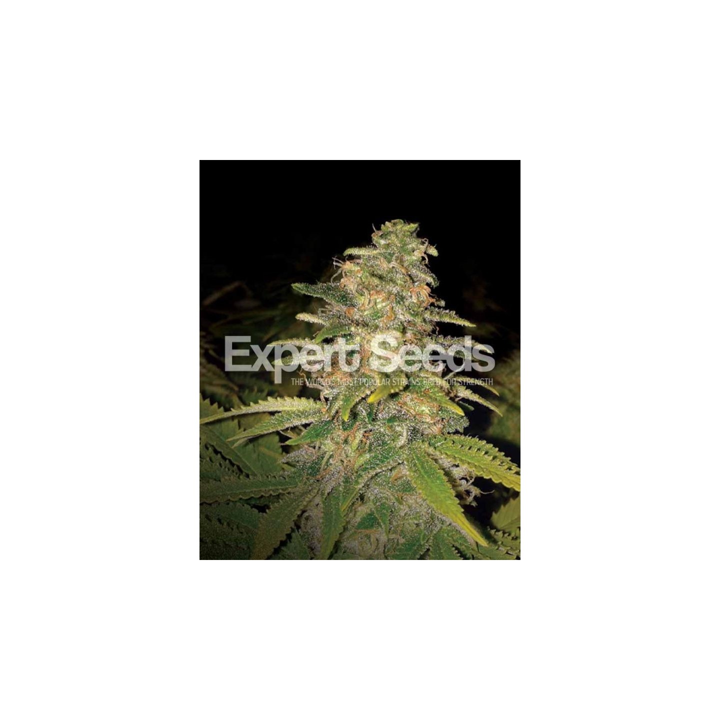 Critical Blue Auto de Expert Seeds