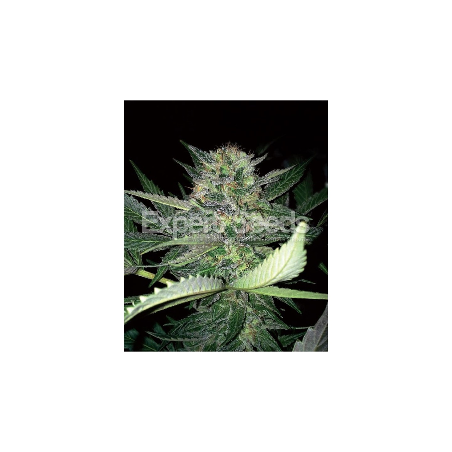 Critical Lights de Expert Seeds