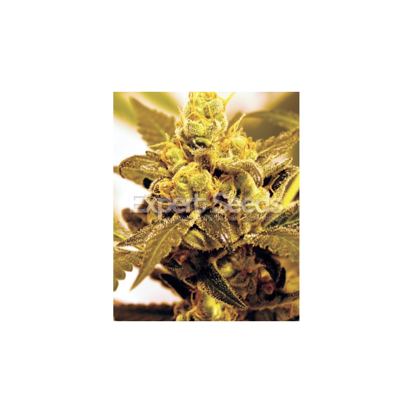 Fruit Salad de Expert Seeds