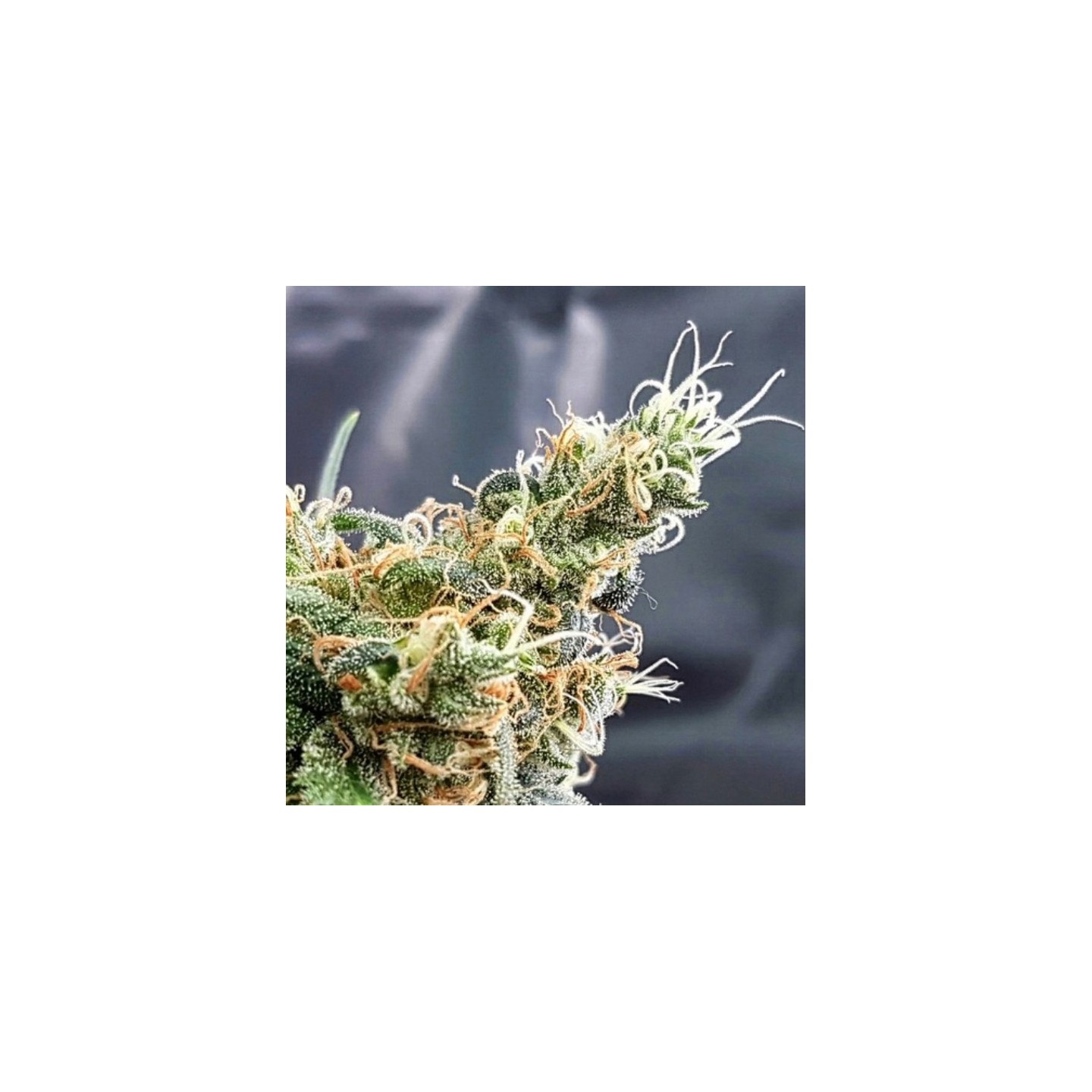Glueberry de Expert Seeds