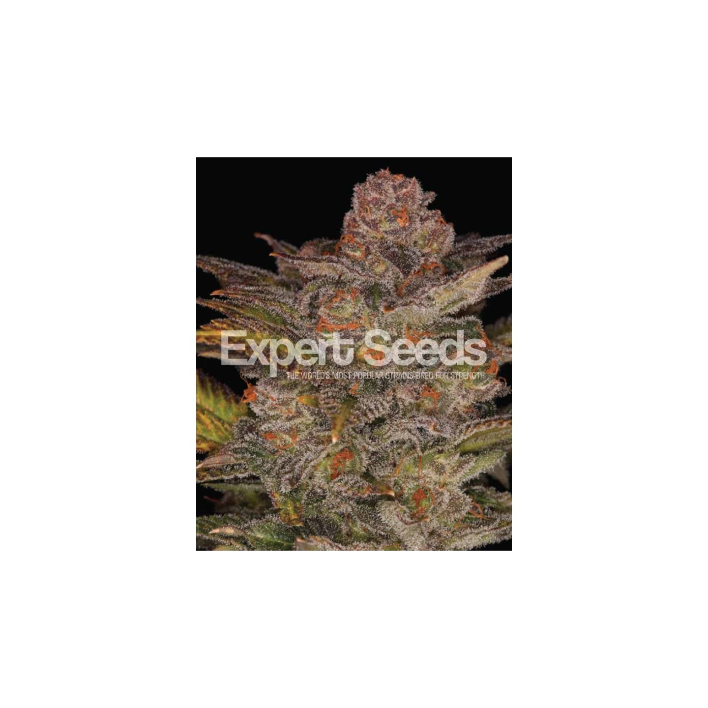 Glueberry Auto de Expert Seeds