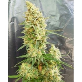 Gorilla Banana de Expert Seeds