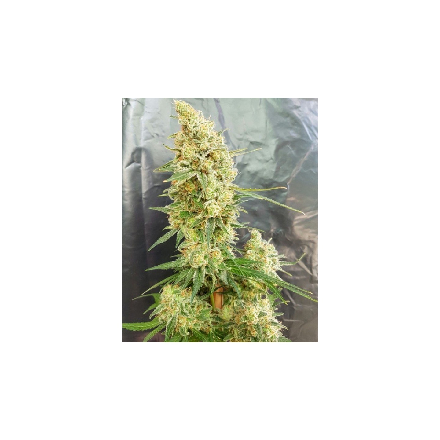 Gorilla Banana de Expert Seeds