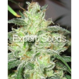 Gorilla Cheese de Expert Seeds