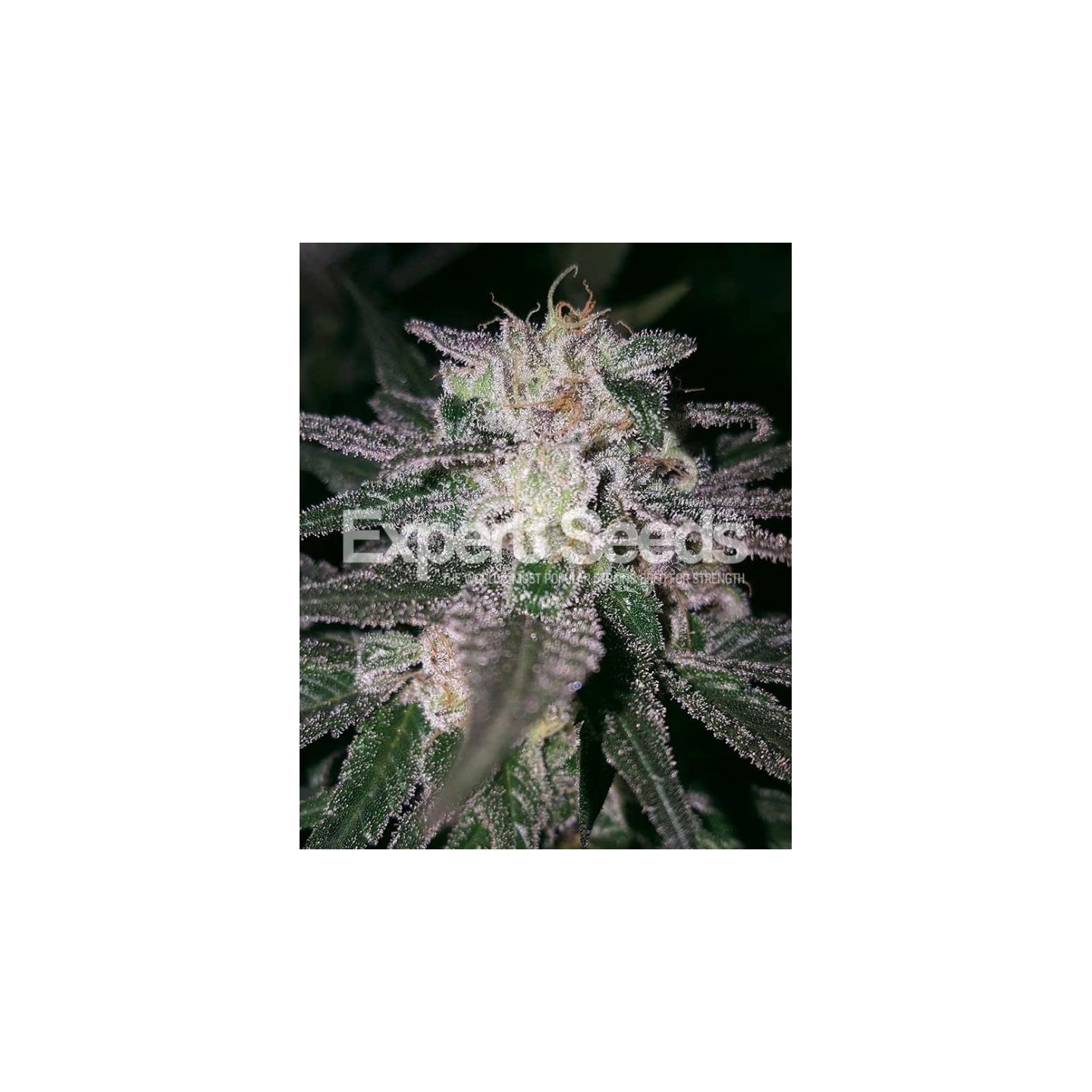 Gorilla Cookies de Expert Seeds