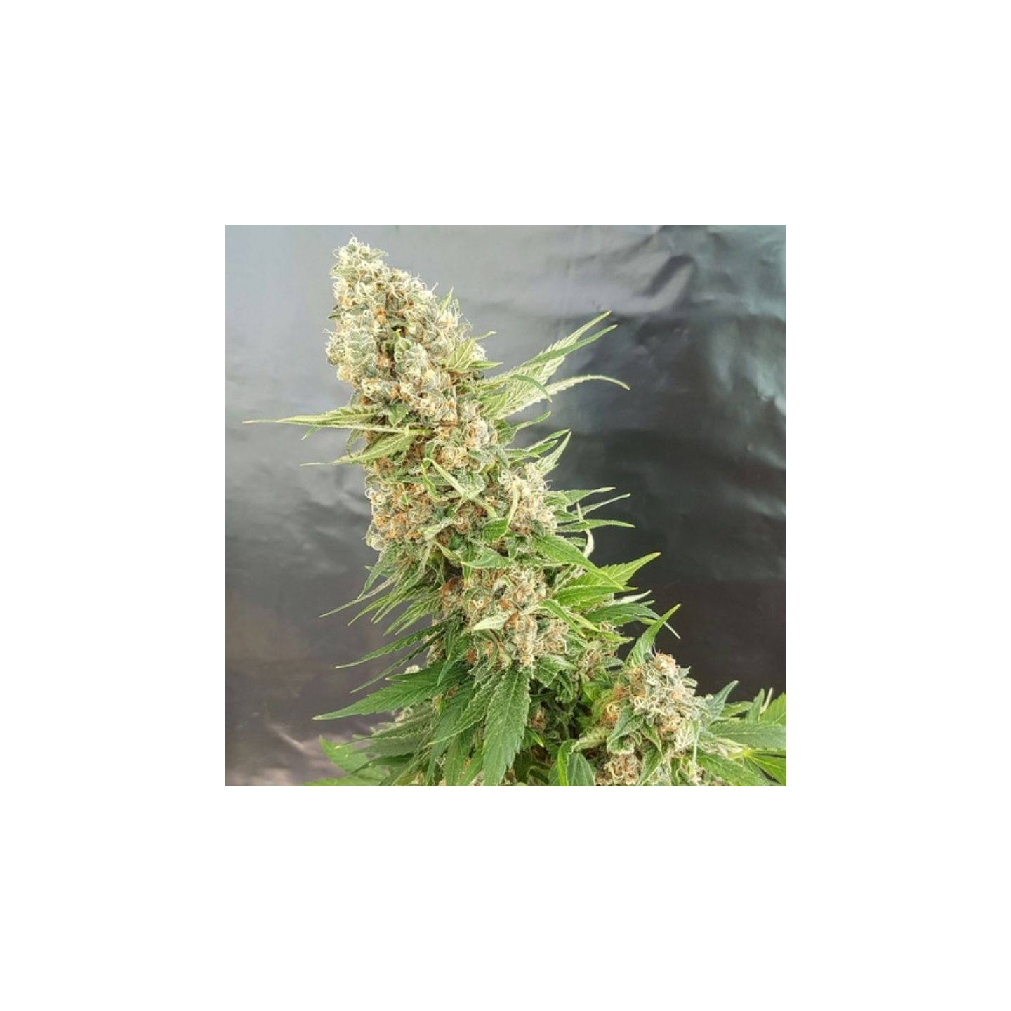 Gorilla Critical de Expert Seeds