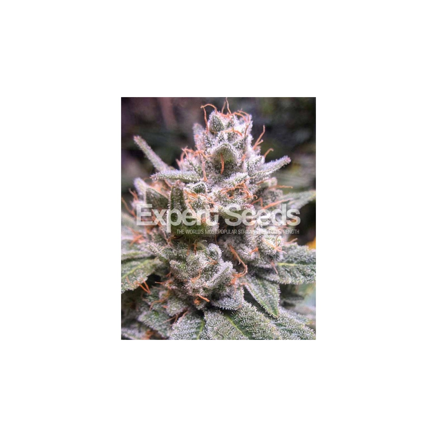 Gorilla Glue 4 Auto de Expert Seeds