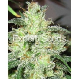 Gorilla Glue # 4 X Cheese de Expert Seeds