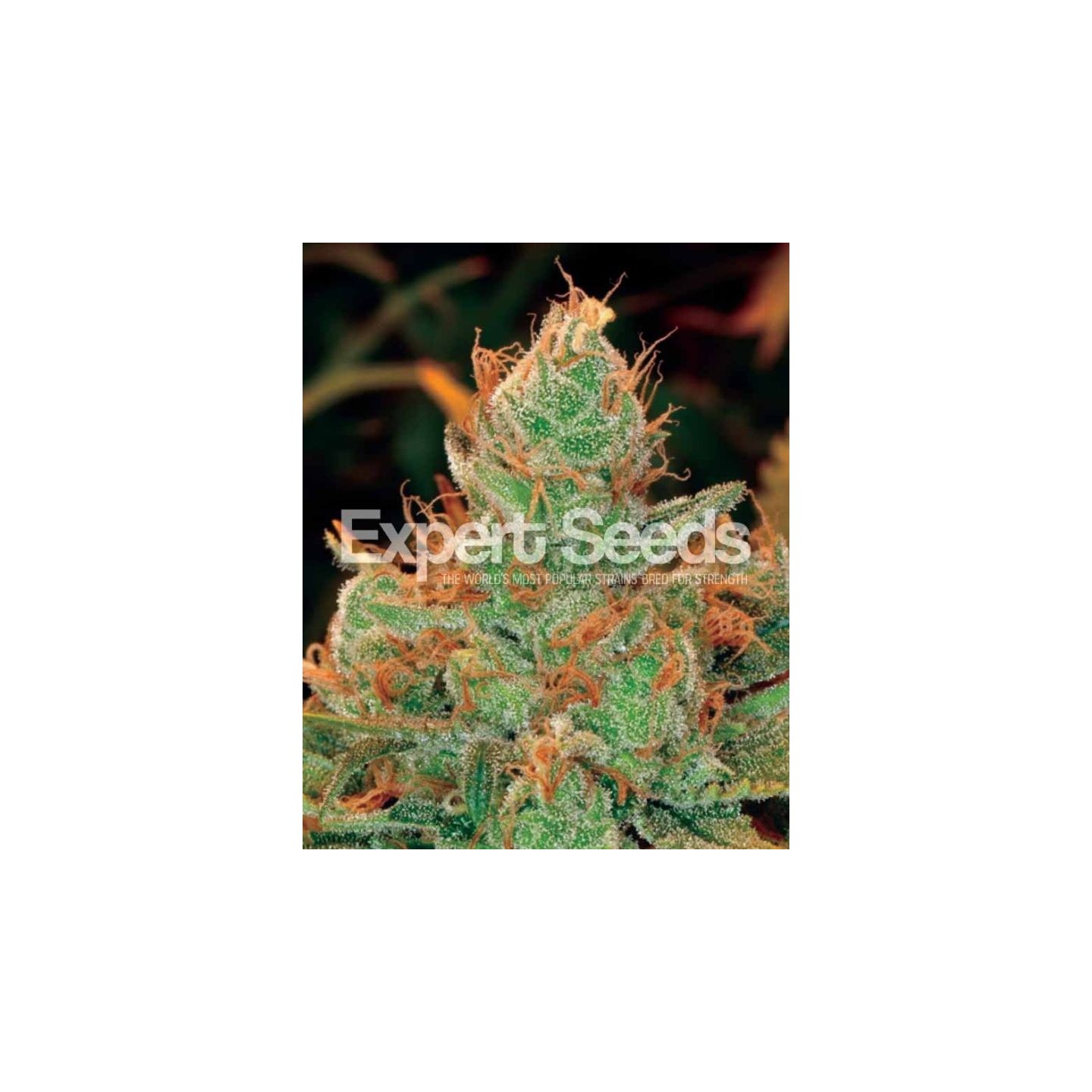 Gorilla Glue 4 X Lilly de Expert Seeds