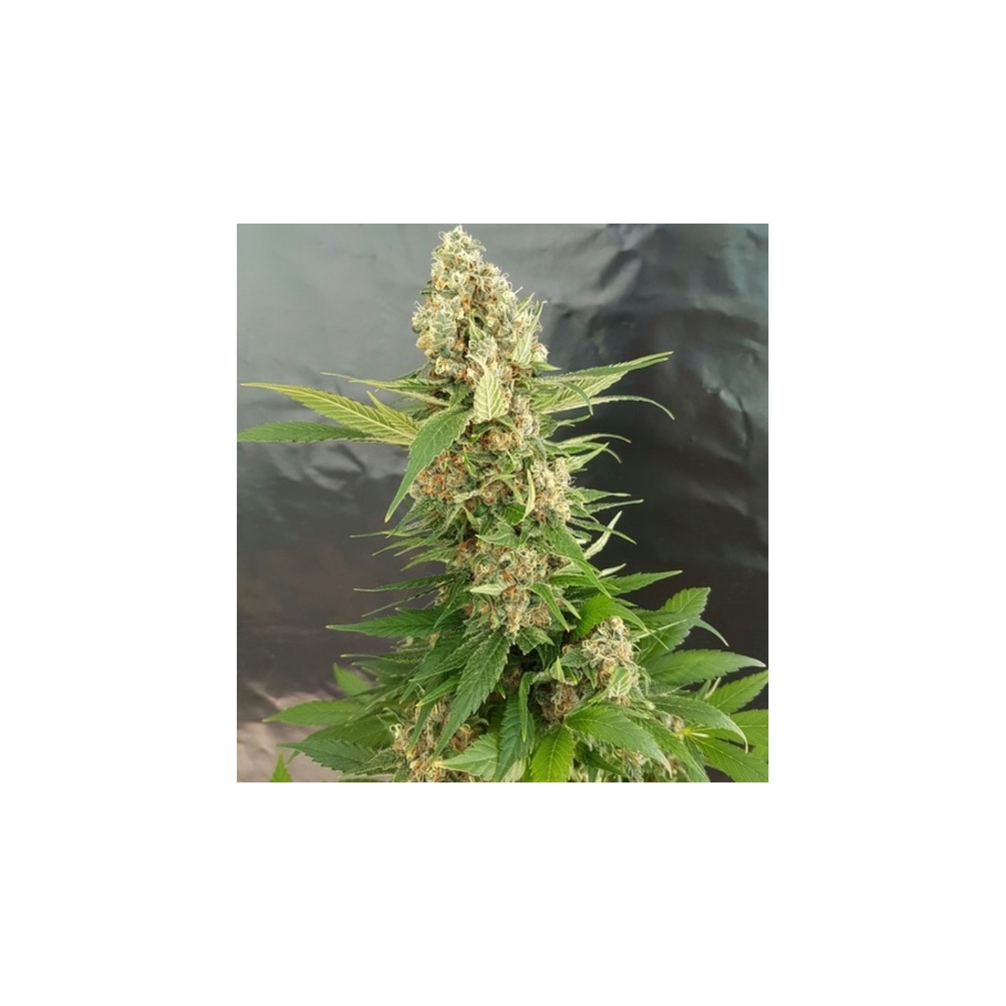 Gorilla Ice Cream de Expert Seeds