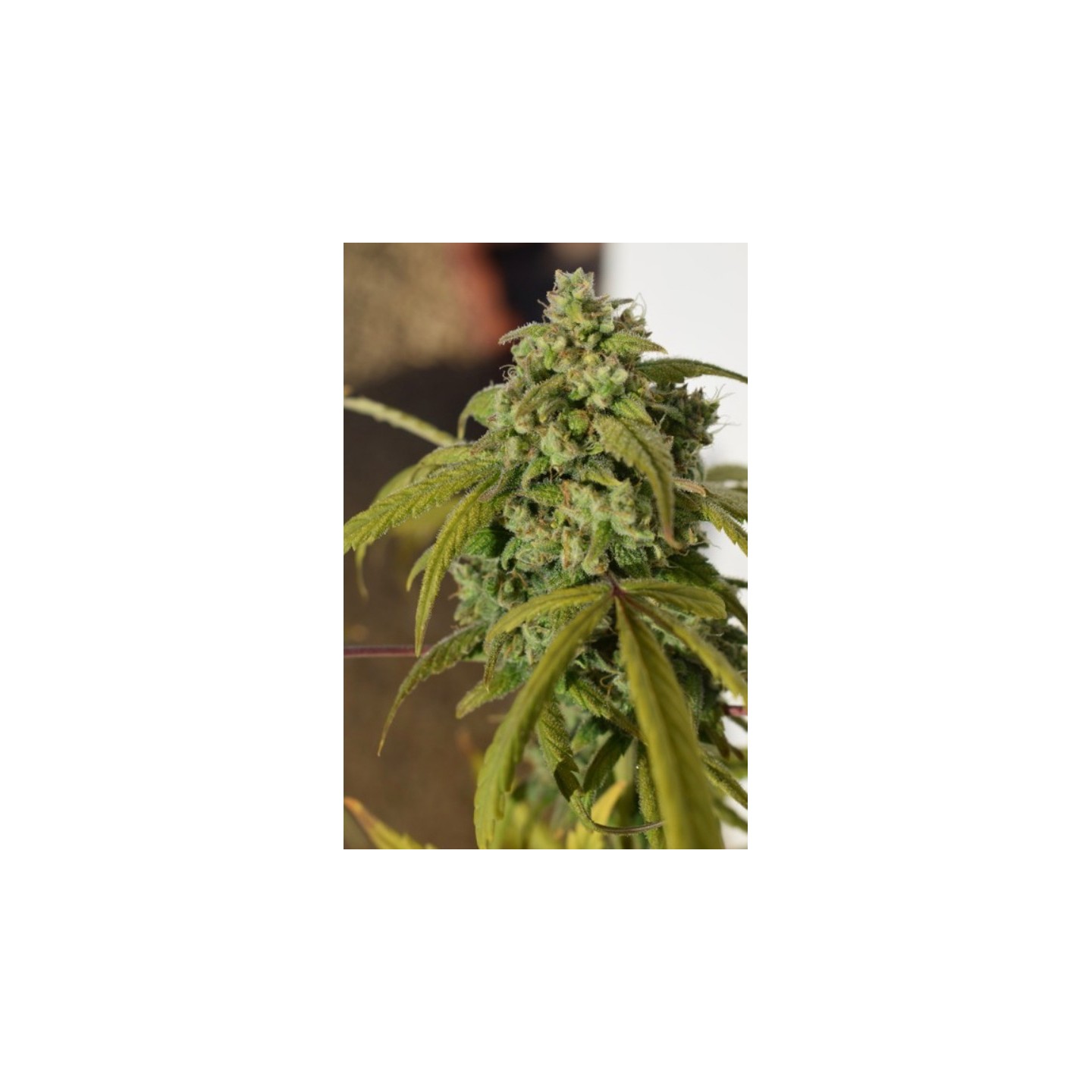 Gorilla Sfv Og de Expert Seeds