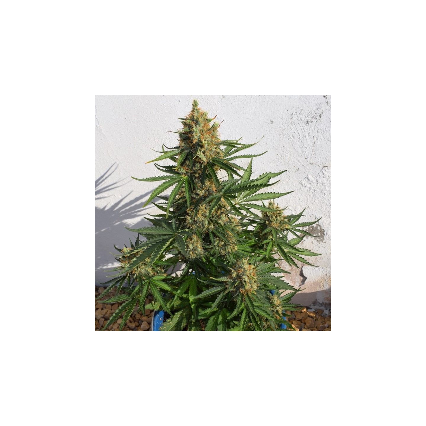 Lemon Haze Auto de Expert Seeds