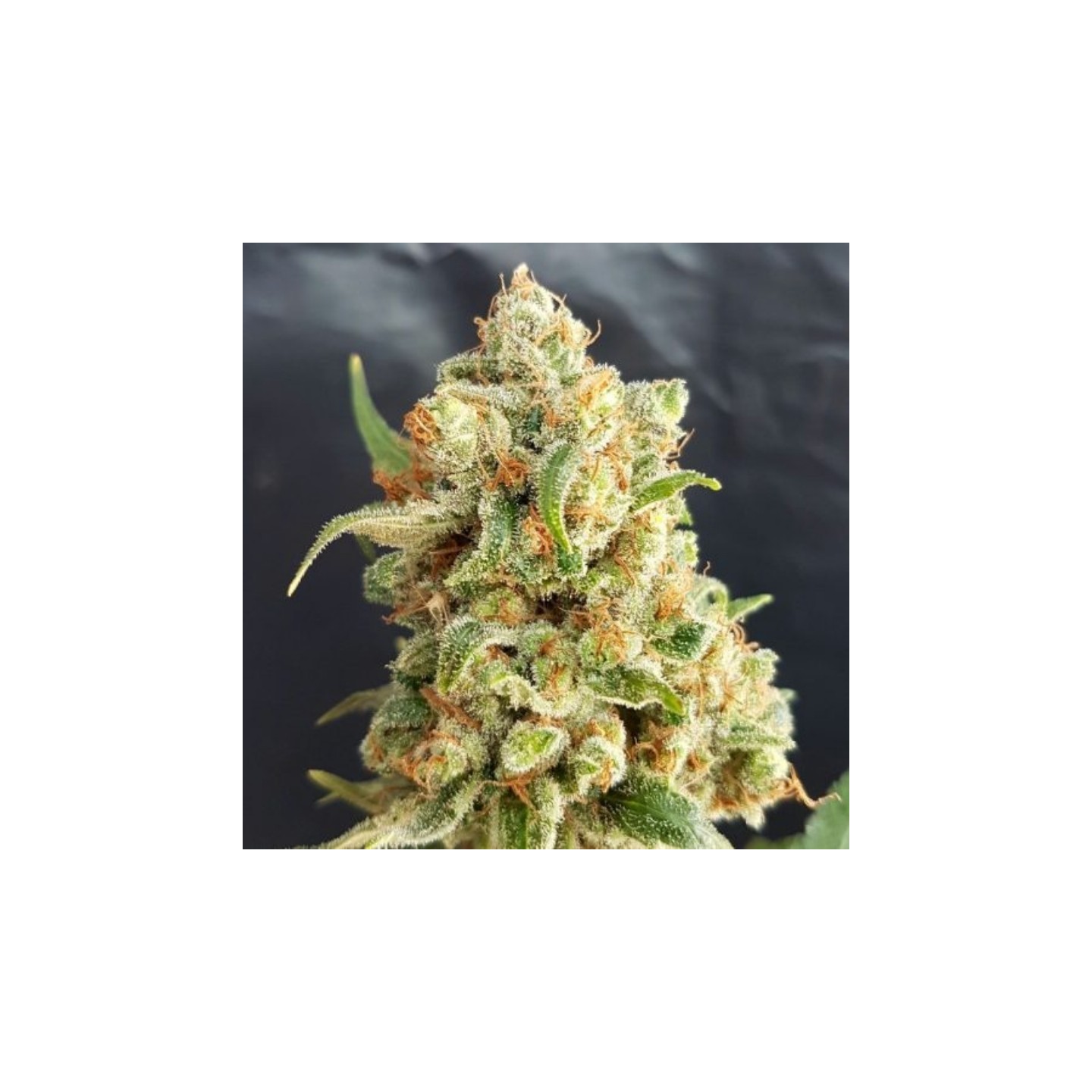 New York Diesel Auto de Expert Seeds