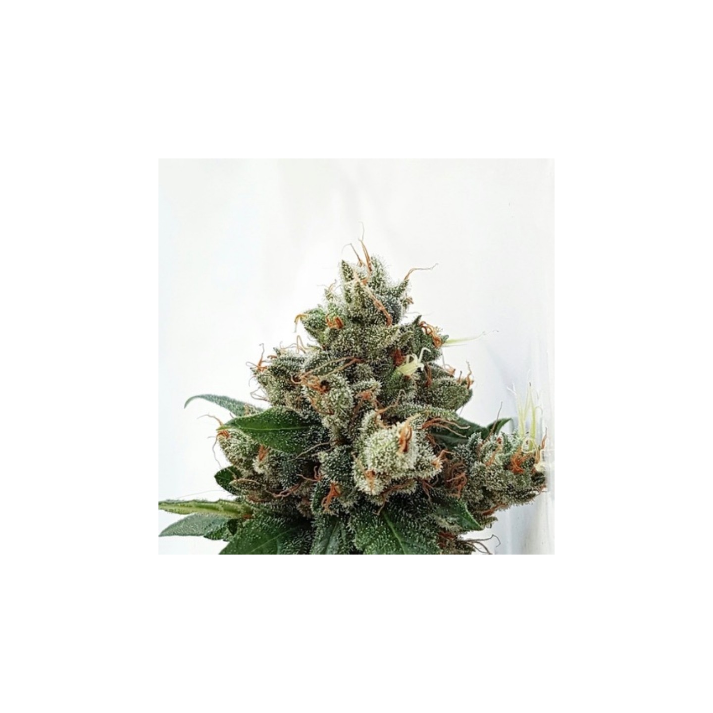 Respect 4 Gorilla de Expert Seeds