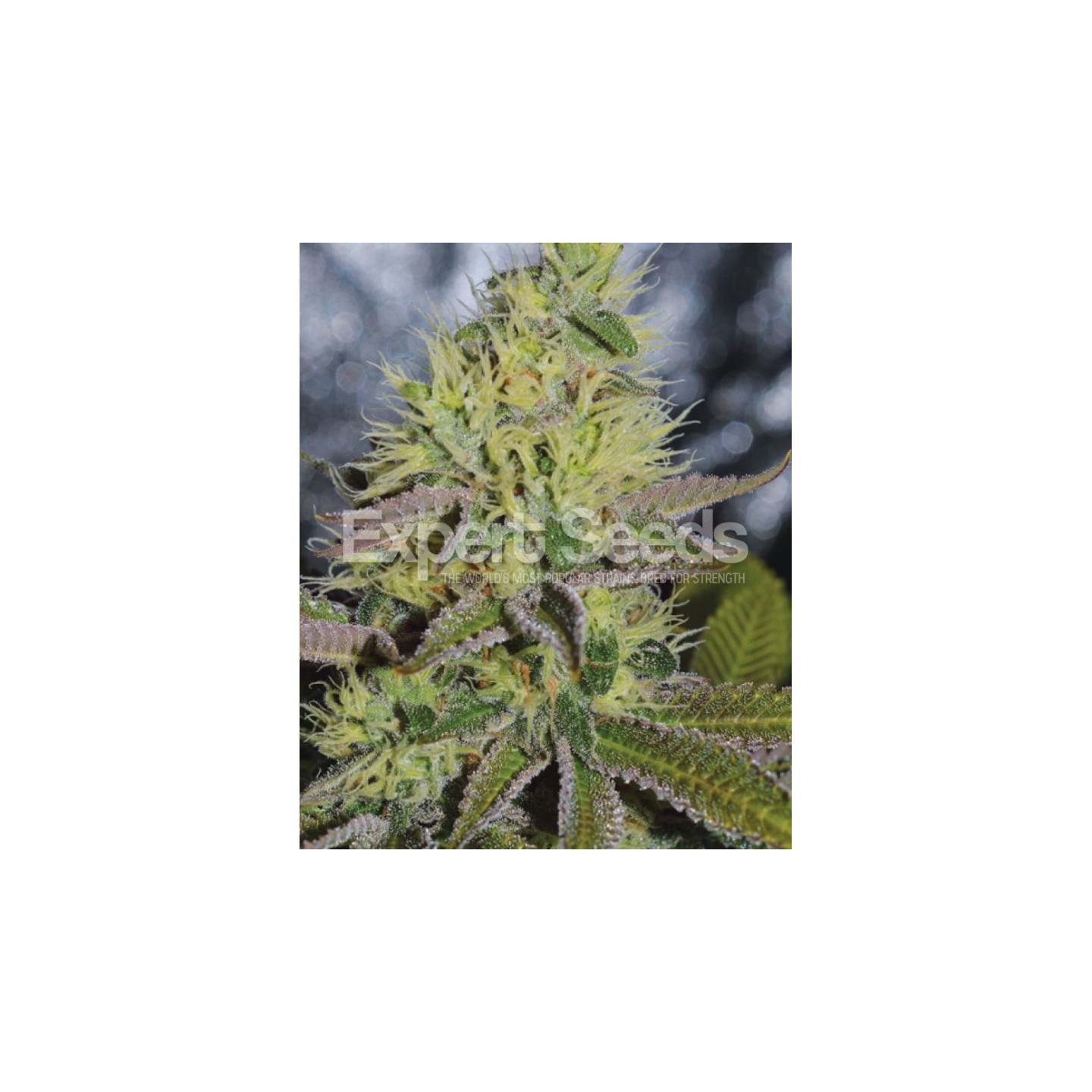 Sweet Zombie de Expert Seeds