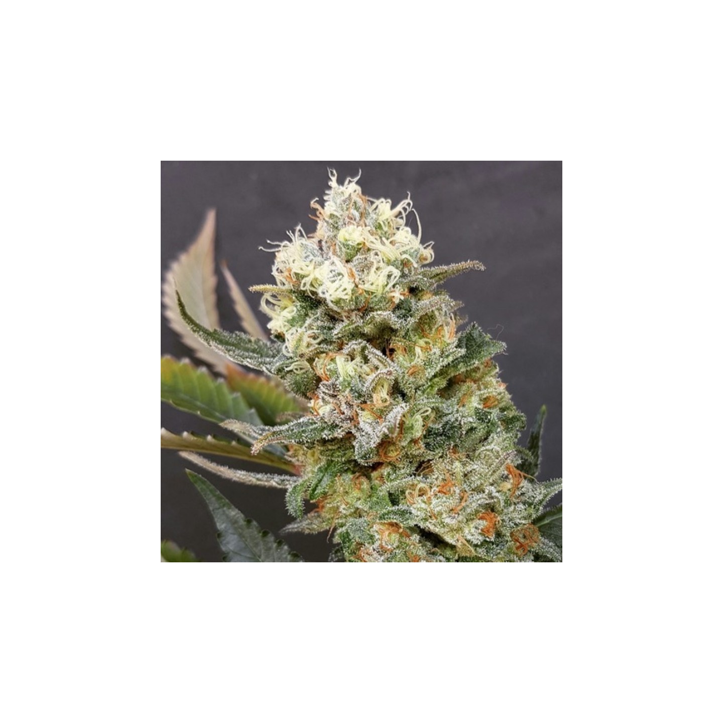 Zkittlez Glue de Expert Seeds