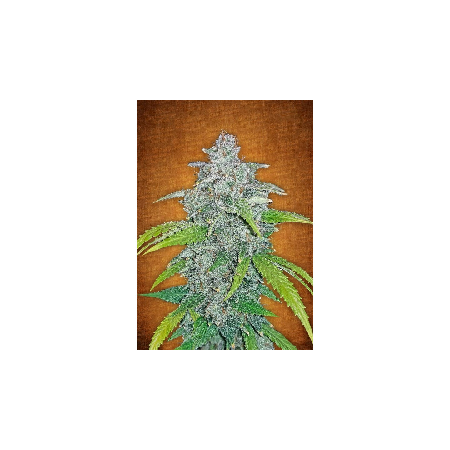 Blue Dream Matic de Fastbuds Seeds