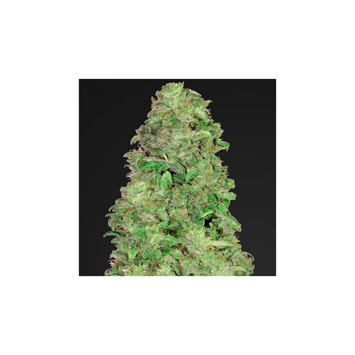 Cbd Auto 20:1 de Fastbuds Seeds