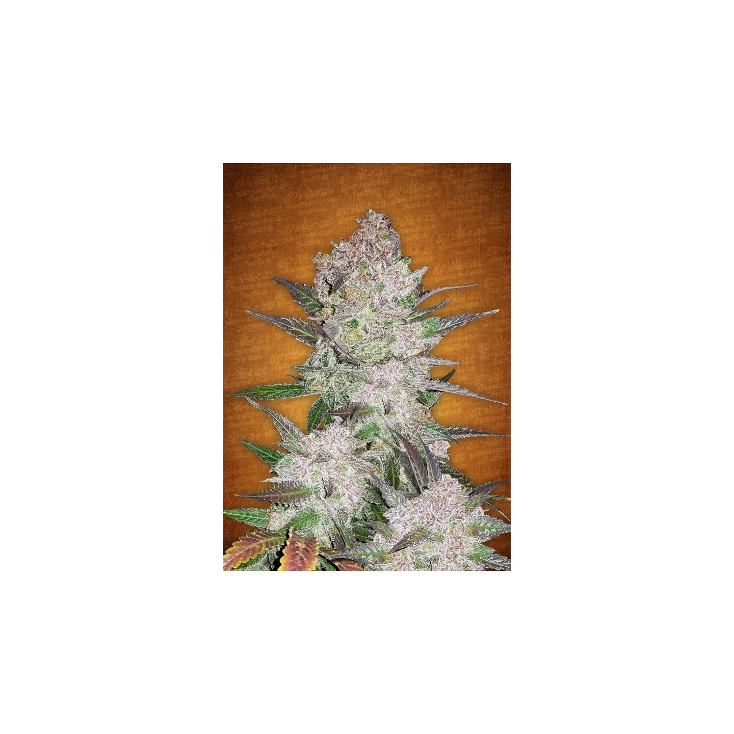 Cream Cookies Auto de Fastbuds Seeds
